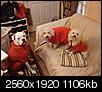 Smart Smallish-Medium Size Dogs......-2011-11-23-16.29.28_houston_texas_us.jpg