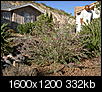 Why I like El Paso-spring-garden-07-008.jpg