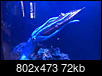 20000 Leagues Under The Sea aquarium-20000leaguestank.jpg