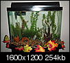 Fish Owners? Post pics of your tank set-ups! =)-pa310582.jpg