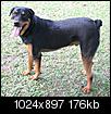 Guard Dogs breeds in Florida-miscellaneous-116.jpg