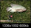 "Invasive" "Exotic" Florida Fish-tilapia-01-1336-x-1002-.jpg