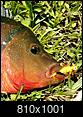 "Invasive" "Exotic" Florida Fish-img_20160628_113955.jpg