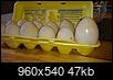 Do Your Eggs Need a Brand Name??-15826029_10157998937165183_8483857214201971406_n.jpg
