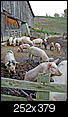 Veal and factory farms in U.S.-pigs.jpg