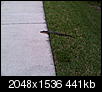 How frequently do you see snakes in Fort Lauderdale?-img00714-20120513-1806.jpg