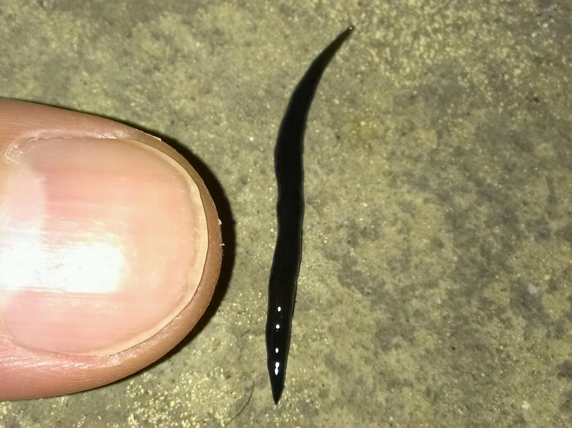 Little black worms everywhere - Fort Myers - Cape Coral area - Florida (FL)  -Lee County - Page 2 - City-Data Forum