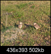 Owls in Cape Coral.-owl.png