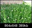 Any Home remedies to kill weeds?-smallweedflowers.jpg