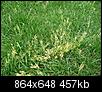 What is this grass-like weed?-grassweed.jpg