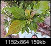 Help! Like to identify this fruit tree.-2013_0915_105212_4608x3456_.jpg