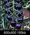 What do you think of grafting heirloom plants?-tomato-dancing-smurfs.jpg