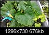 Cucumber and Zucchini Help-img_20140713_193258042_hdr.jpg