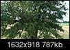Please identify this tree-wp_20140715_10_31_59_pro.jpg