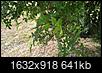 Please identify this tree-wp_20140715_10_32_08_pro.jpg