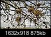 Please identify this tree-wp_20131229_15_23_12_pro.jpg