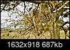 Please identify this tree-wp_20131229_15_23_23_pro.jpg