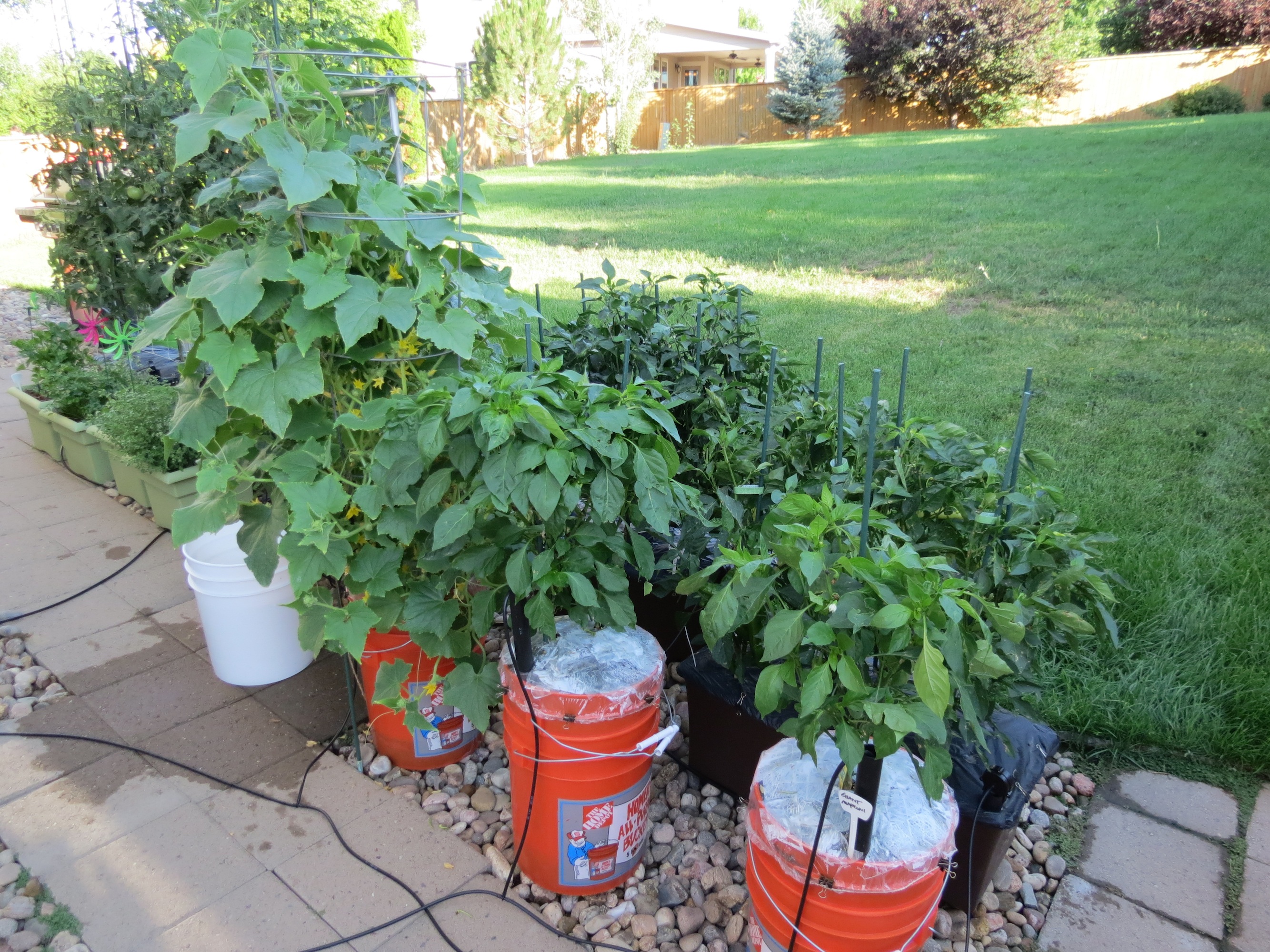My 2014 Container Garden Growing Grass Cilantro Strawberries
