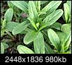 Help Identifying a Plant-img_2426.jpg