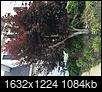 What to do with this Japanese Maple-image1.jpg