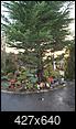 390 year-old bonsai-img_7952.jpg