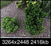 Help me identify shrubs/tree and ailment-img_0508.jpg