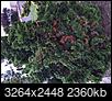 Help me identify shrubs/tree and ailment-img_0510.jpg