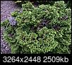 Help me identify shrubs/tree and ailment-img_0509.jpg