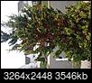 Help me identify shrubs/tree and ailment-img_0398.jpg