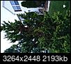 Help me identify shrubs/tree and ailment-img_0513.jpg