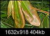 Help with Rhododendron-wp_20150727_21_06_46_pro.jpg