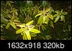 Help with Rhododendron-wp_20150727_21_04_00_pro.jpg