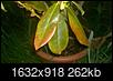 Help with Rhododendron-wp_20150727_21_05_29_pro.jpg