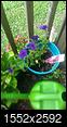 Picture of my Purple Petunias..-imag5207.jpg