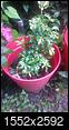 Picture of my Schefflera Plant..-imag5231.jpg