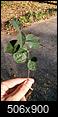 Can you identify this (wild?) vine in FL?-20160308_171543.jpg