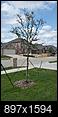 does not having a tree affect the resale value of the house-20160424_173214.jpg