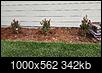 Problems with new flame red crepe myrtles-flame-red-crepe-myrtle-3-new