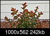 Problems with new flame red crepe myrtles-flame-red-crepe-myrtle-top-portion