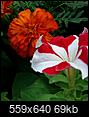 What's in Bloom?-petunia-marigold.jpg