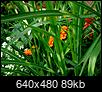What's in Bloom?-zebra-grass-marigolds-2-.jpg