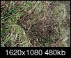 How do I change a wild brushy patch to a lawn?-dsc05810-large-.jpg