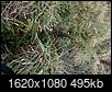 How do I change a wild brushy patch to a lawn?-dsc05804-large-.jpg