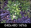 Mystery Shrub...Please help?-mystery-plant.jpg