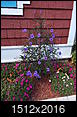 flowering plant ID-blueplant.jpg