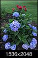 What's blooming in your yard now...?-17a4373e-1cb3-4c5b-8267-fde8315663ea.jpeg
