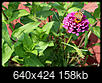 What's blooming in your yard now...?-970-2-ed3.jpg
