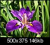 Iris: my favorite perennial-iris-pond-3.jpg