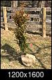 Thula Green Giant Arborvitae (growth rate pictures)-img-20190314-wa0000.jpg