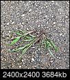 What is this weed?-img_20190828_164205.jpg